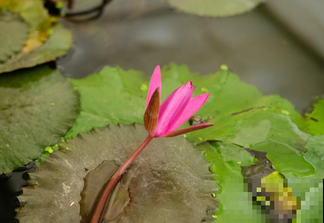 喜欢过“夜生活”的花，白天睡觉晚上开花，你养过几种