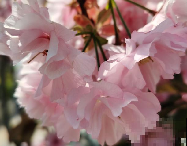 常见的4种植物,只开花不结果,开花观赏性极佳 常见的4种植物,只开花不结果,开花观赏性极佳