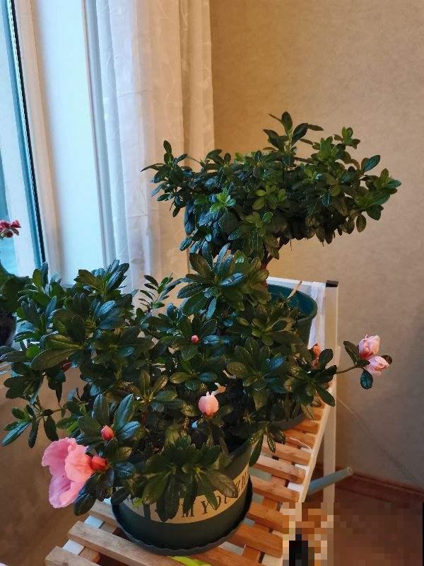 土壤在春天硬的像石头,3个妙招,教你解决土壤板结 土壤在春天硬的像石头,3个妙招,教你解决土壤板结