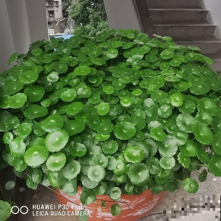 这6种植物，立春之后迅速生长，家里养一盆能带财运