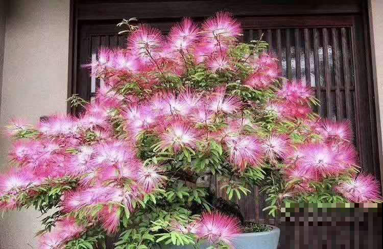 5种花，抗碱性很强，就适合种在北方