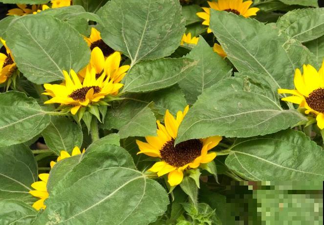 向日葵养殖，不要随意进行修剪，剪坏了容易不开花