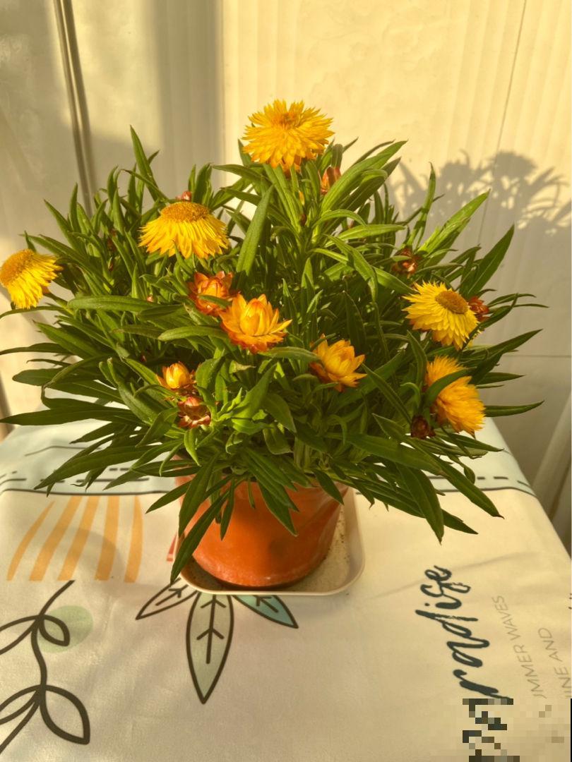 蜡菊被称为“永生花”,自带油画气质,花不谢根不烂,好看又好玩 蜡菊被称为“永生花”,自带油画气质,花不谢根不烂,好看又好玩