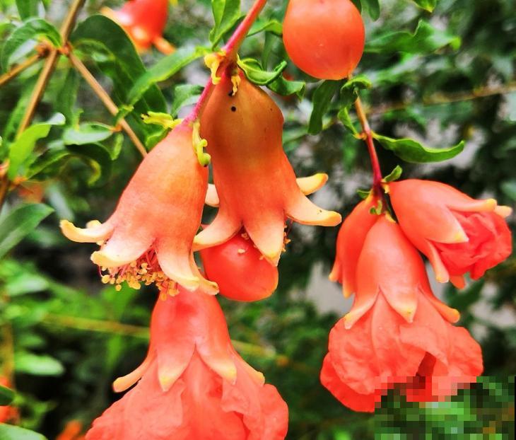 养石榴要注意4个方面，开花又红又大，喜庆又吉祥