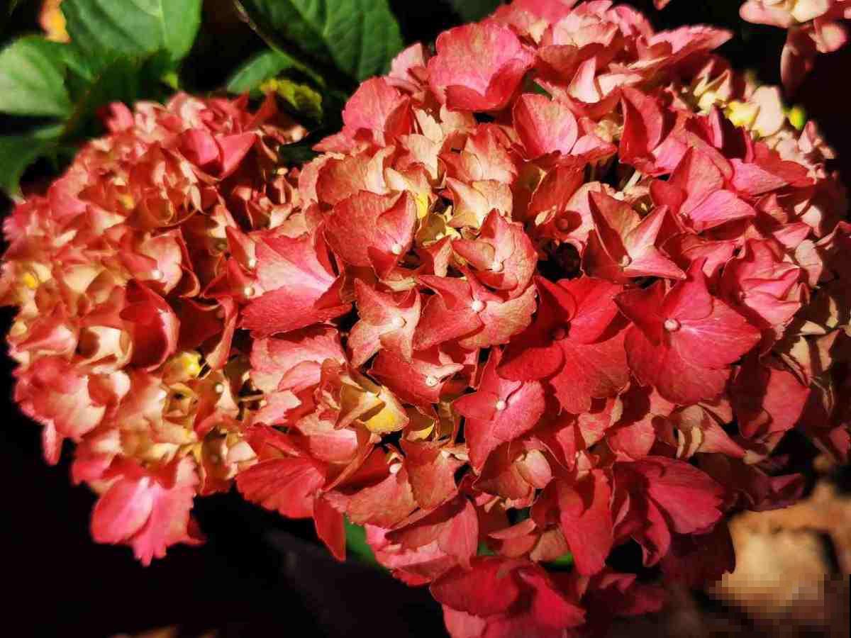 正月修剪花,这5种不能剪,剪坏了一年不开花 正月修剪花,这5种不能剪,剪坏了一年不开花