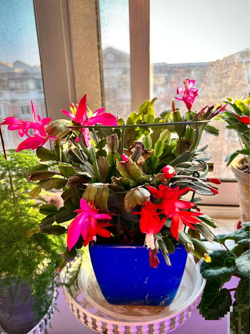 4种花冬天扦插反而更好，大白根呼呼冒，春天就开花