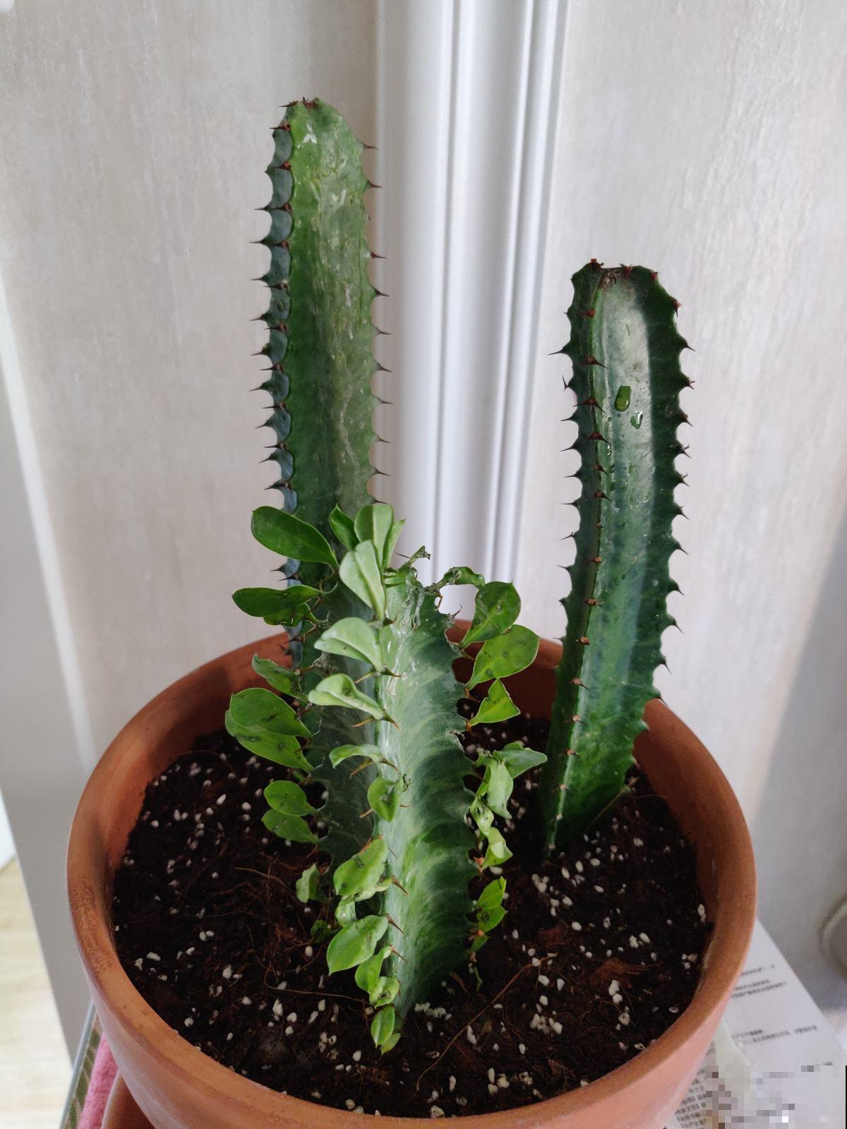 漂亮的花不是有毒就是有刺，7种不宜居家的花卉，养了赶紧搬走