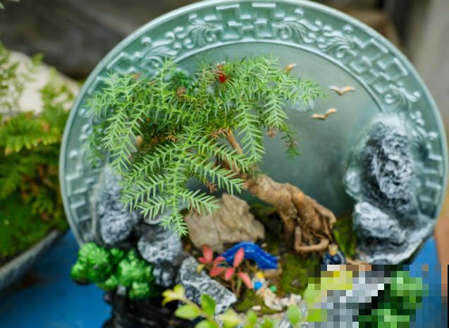 贵货澳洲杉盆景，养在家里浇水成了难题，摸索两年才弄懂