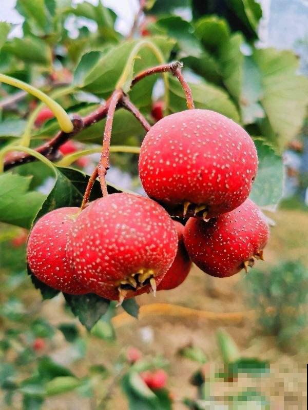 果树招财又吉祥，家里养一盆，子孙后代都享福