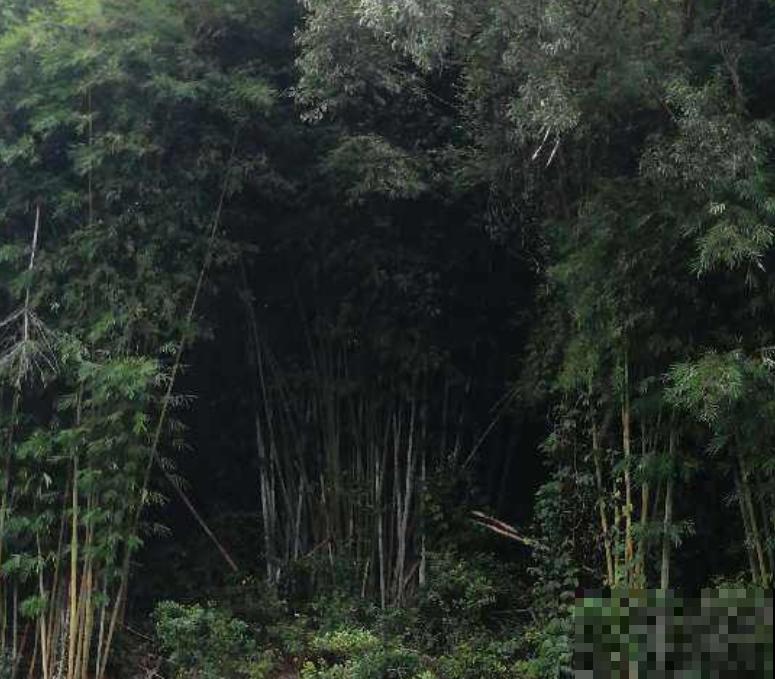 高大的水竹室内不能养，室外养殖注意这4点，长势好