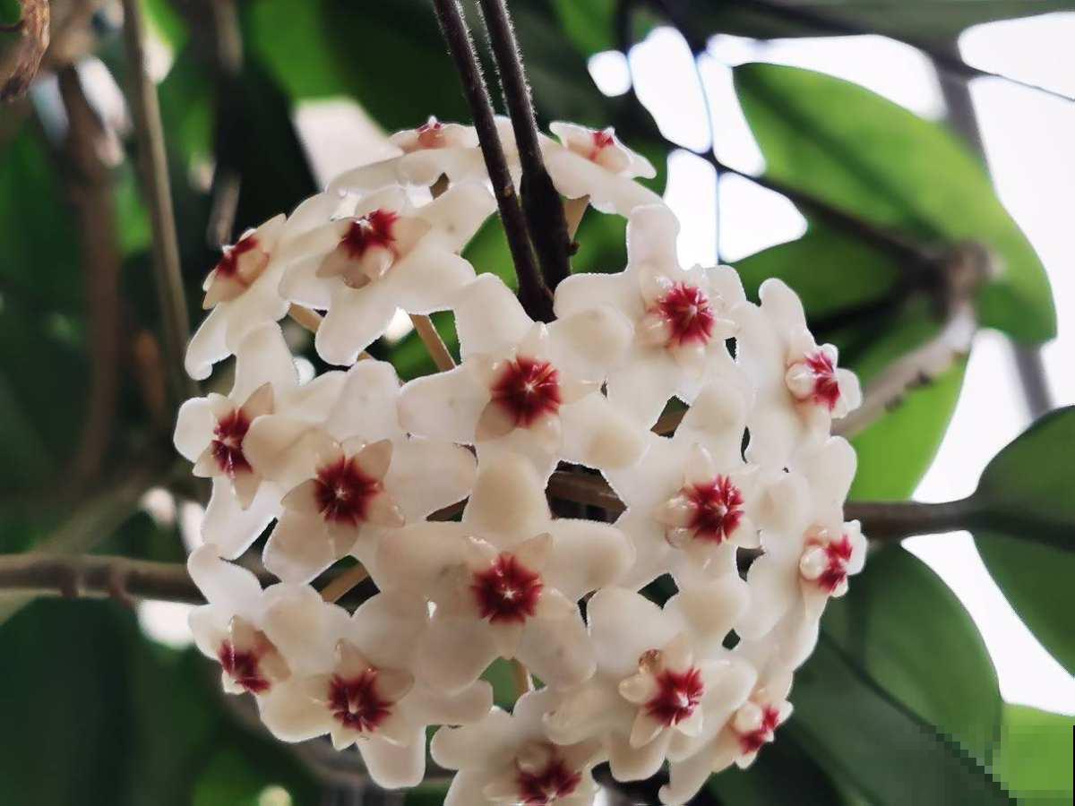 名牌香水的源头香味，就是这9种花香，随便养一种就是赚到