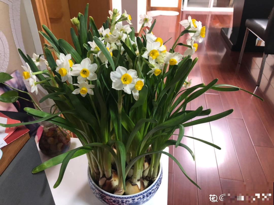 漳州水仙“甲天下”,春节养一盆,香飘满屋! 漳州水仙“甲天下”,春节养一盆,香飘满屋!