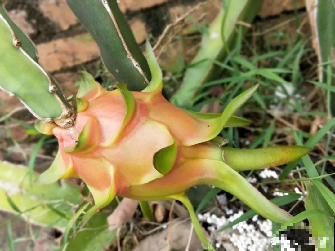 50种花春天播种,长满小院子,能开一整年 50种花春天播种,长满小院子,能开一整年