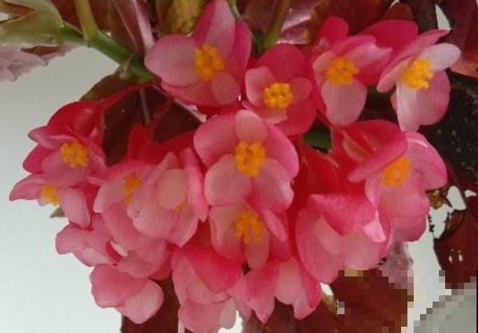 1种花只开花不长叶,真是令人头疼,肥料赶紧补上 1种花只开花不长叶,真是令人头疼,肥料赶紧补上