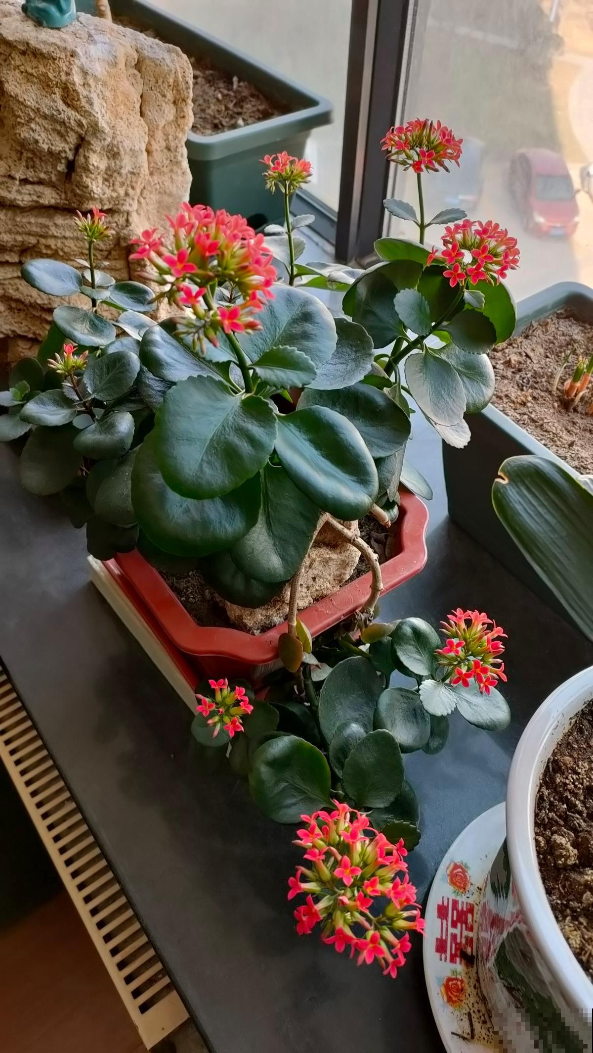 4种花冬天扦插反而更好，大白根呼呼冒，春天就开花