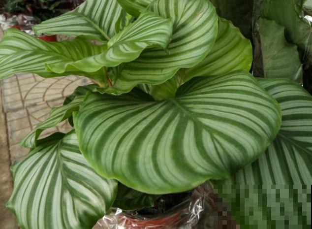 青苹果竹芋水培，学会这5步，养殖很简单