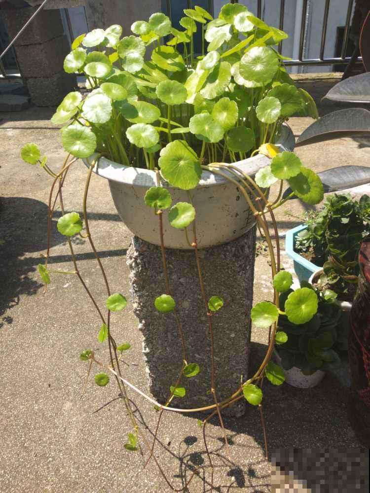 4种花堪称“浇不死”,一天一瓢水,盆盆开爆花 4种花堪称“浇不死”,一天一瓢水,盆盆开爆花