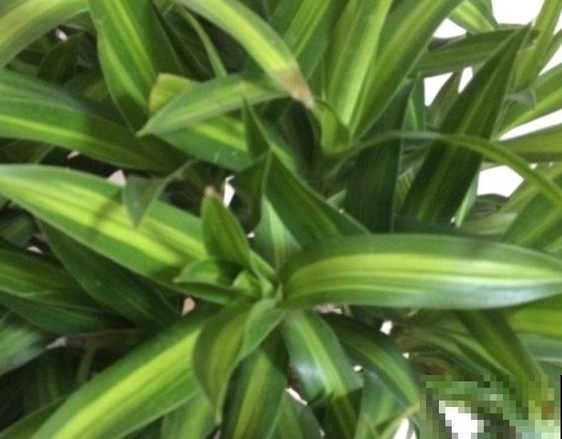 百合底部斜剪个口，插水里吸水性更强，花期延长10天