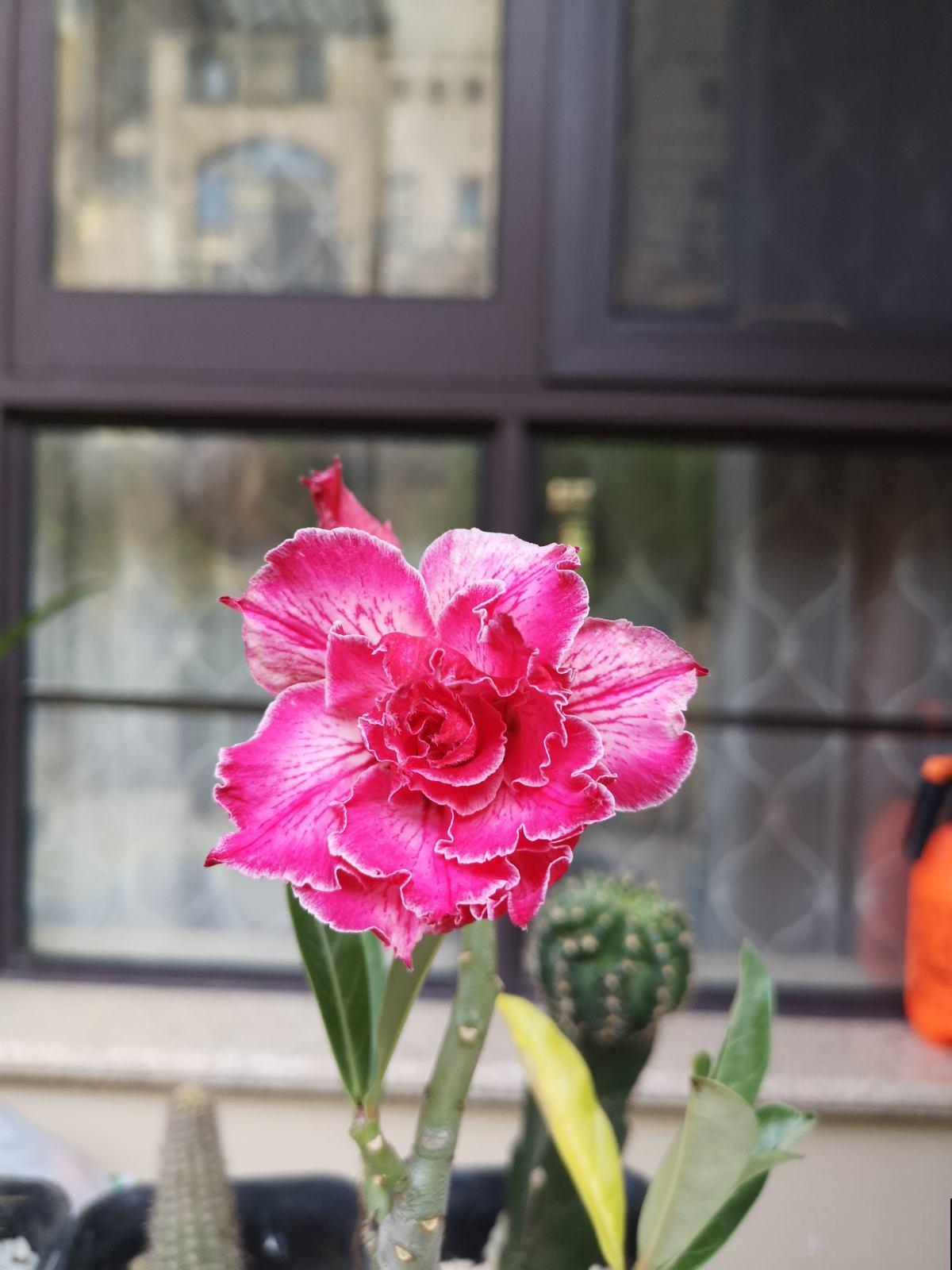 适合“粗养”的植物，适合工作忙的人养，不浇水反而开爆盆