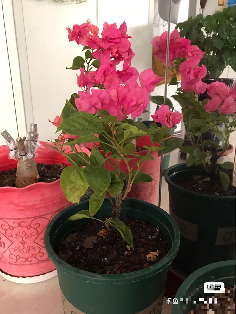 在家打造阳台花园，种这5种花就够了，小阳台也能变花海