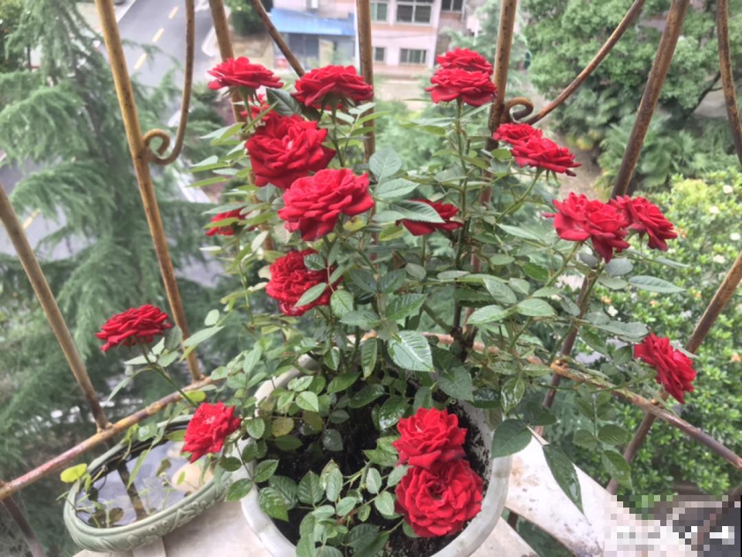 君子兰喝点油,爆花效果好,年年开出大花球 君子兰喝点油,爆花效果好,年年开出大花球