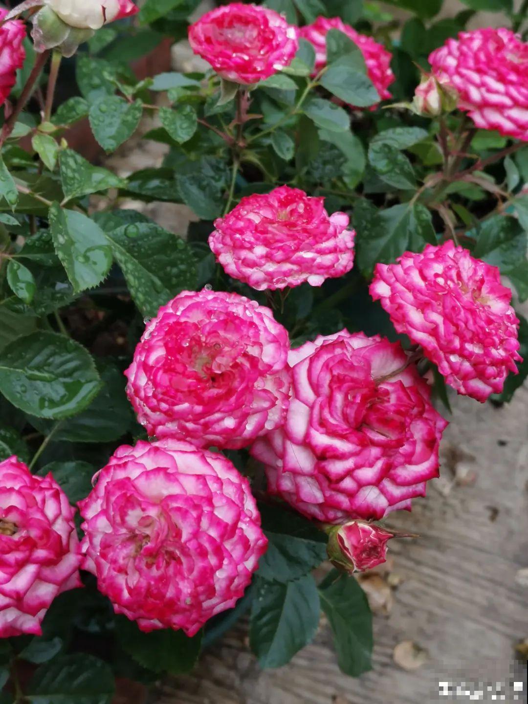 3个症状，说明花缺肥了，赶快补上，下个月大爆花