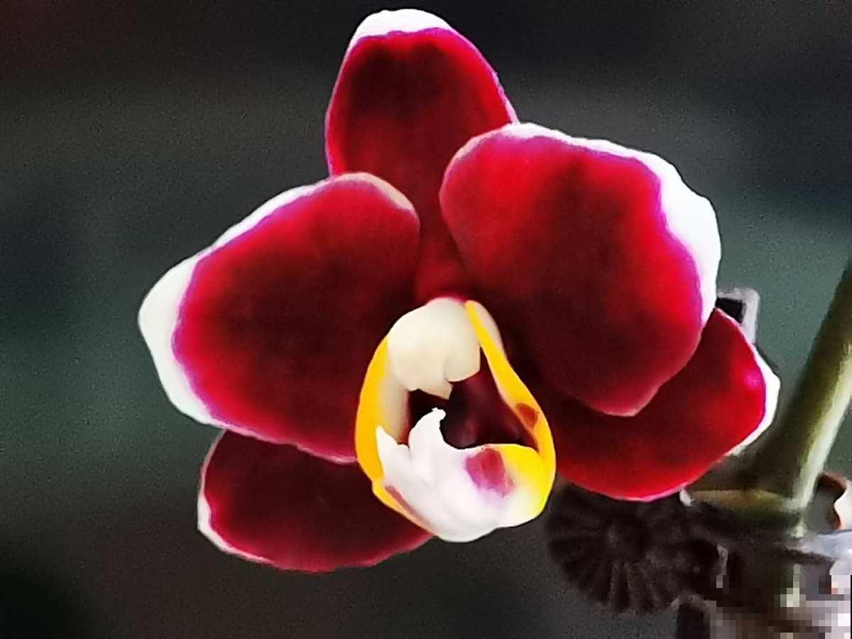 养花也是养心态,一般有这5个特点的人,基本养不好花 养花也是养心态,一般有这5个特点的人,基本养不好花