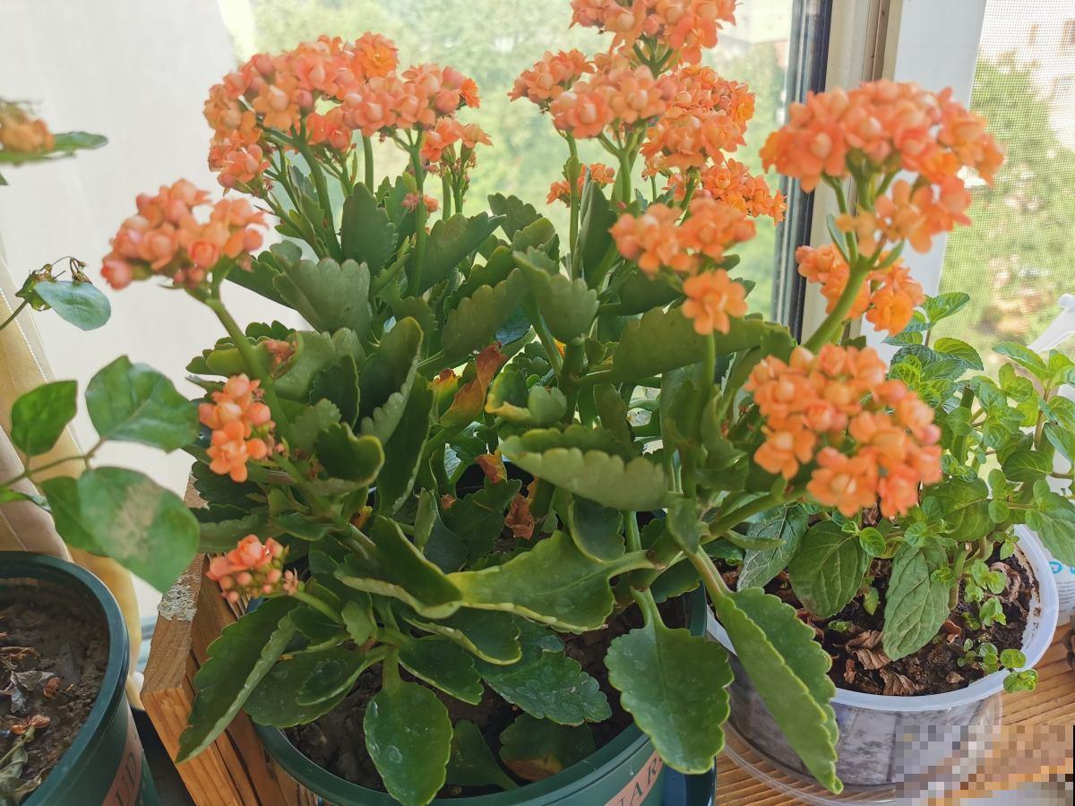 养花不能太勤快,3种花懒人养最好,越勤快养得越差 养花不能太勤快,3种花懒人养最好,越勤快养得越差