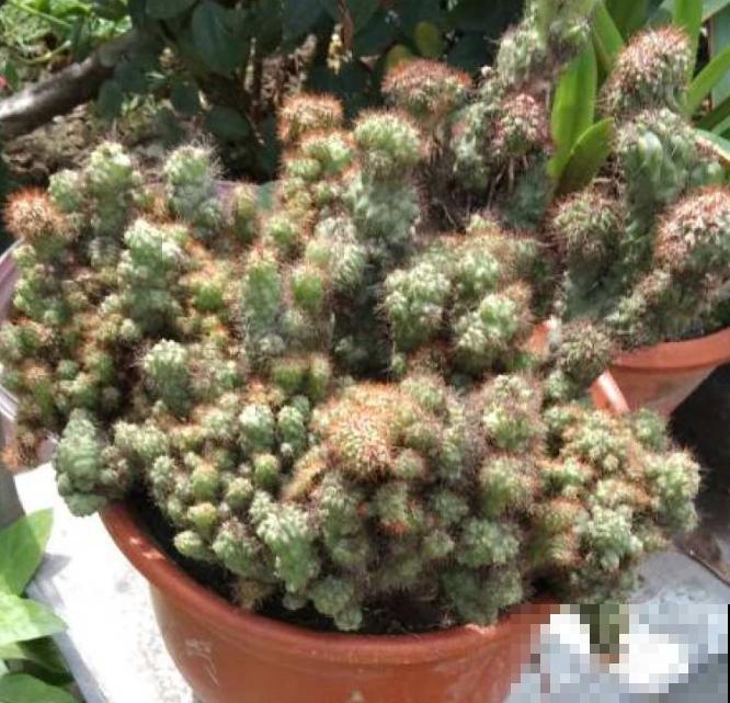 1种镇宅花养家里，安全感十足，有镇宅平安好寓意