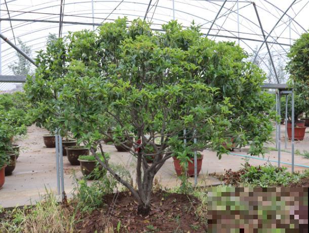 阳台党想要养桂花,可真是“难上加难”,原因主要有4点 阳台党想要养桂花,可真是“难上加难”,原因主要有4点