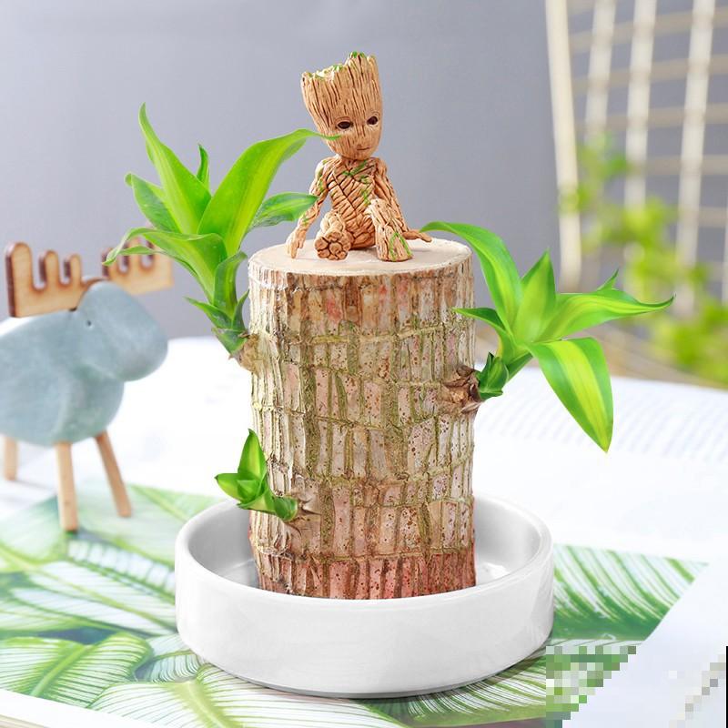 一块木头扔水里，3天长出小绿叶，养护太简单