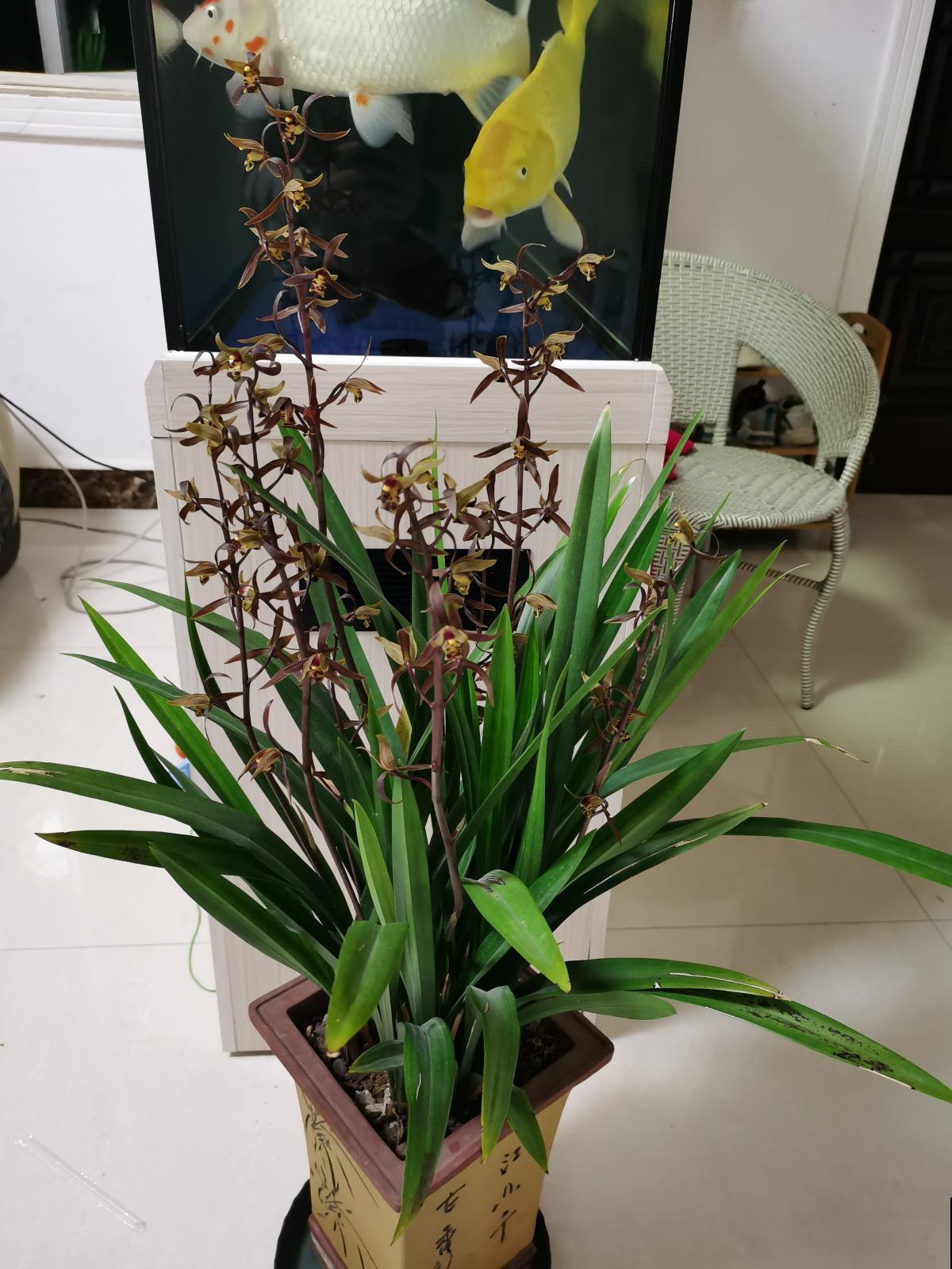 没过清明节，4种花别搬到室外，冻死了就太可惜