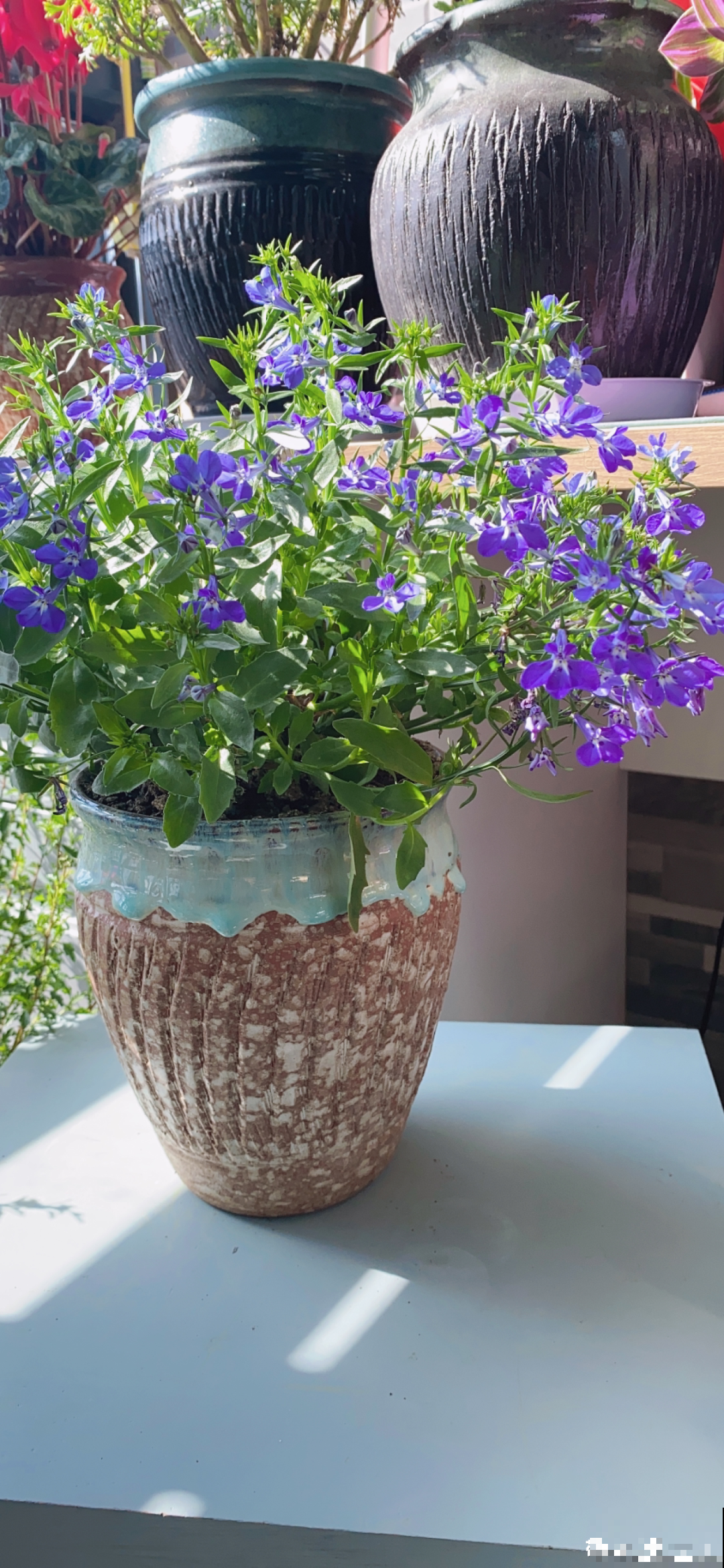 小阳台的爆花机器,1棵爆出一大盆,窗台、晾衣杆都挂满 小阳台的爆花机器,1棵爆出一大盆,窗台、晾衣杆都挂满