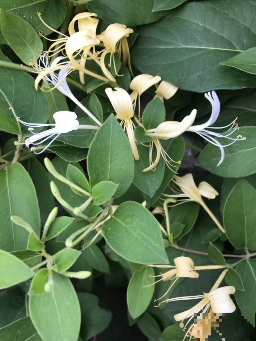 “家中养3花，旺人又旺家”，老祖宗留下的经验，值得钻研