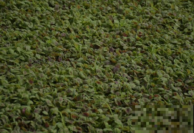 在家要想水培蔬菜，就选这5种，好养长得快