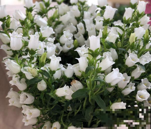 1种花长得像铃铛，满盆爆花不见叶，越养越上瘾