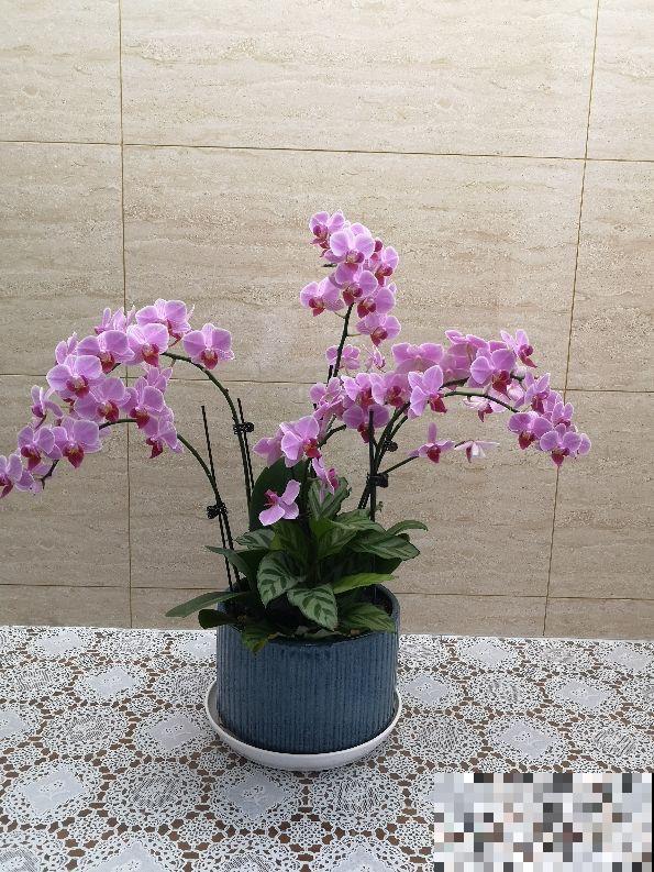 一盆蝴蝶兰，“超长待机”3个月，植物界的艺术品