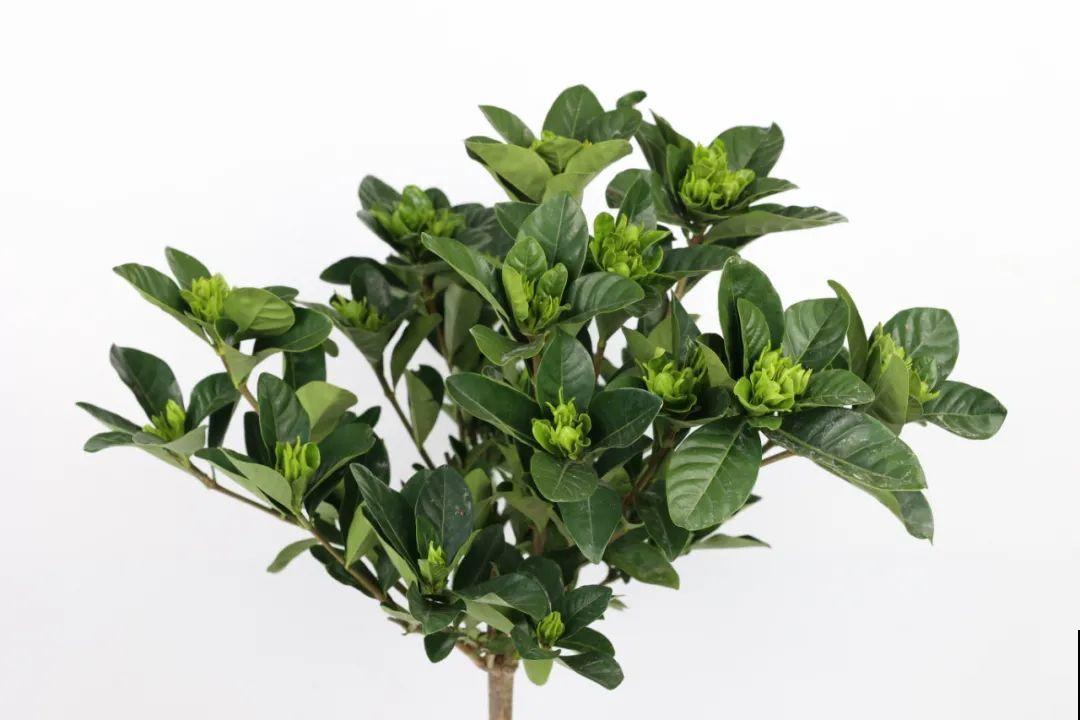 春天养栀子花，要“选对”品种，一院子清新香味！