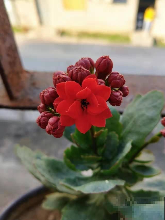 4种花冬天扦插反而更好，大白根呼呼冒，春天就开花