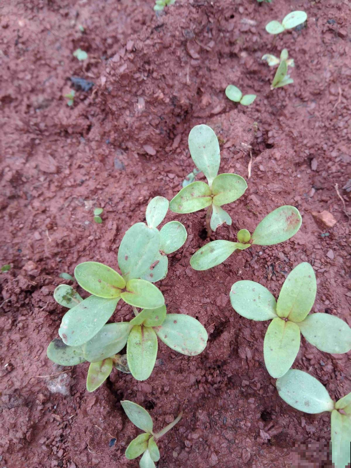 春天路边开满花，30种花能认识一半，就是植物大神