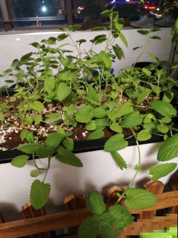 常见的8种植物,也是中药,养在家里特养人 常见的8种植物,也是中药,养在家里特养人