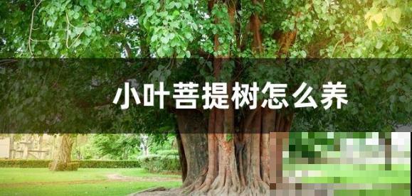 1种树堪称佛教的“灵树”,养在家里有福气,满满好兆头 1种树堪称佛教的“灵树”,养在家里有福气,满满好兆头