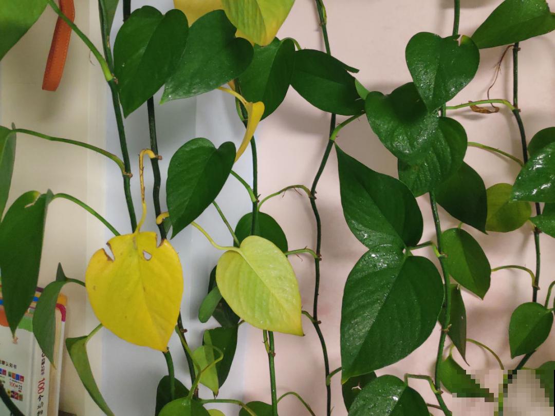 9种花，现在不能搬出门，屋里再躲半个月，不然就冻死