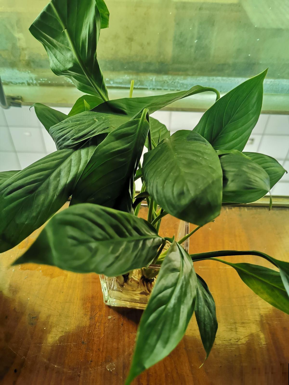 8种耐阴花,家里没光,养一盆就对了,呼呼爆盆很轻松 8种耐阴花,家里没光,养一盆就对了,呼呼爆盆很轻松