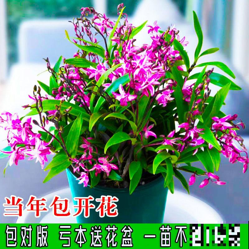 1种耐阴花开爆盆，花后掐掉残花，还能接着开爆盆