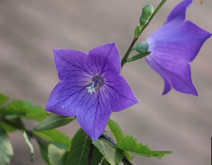 送花不要乱送,这5种花代表爱情,记住别送错 送花不要乱送,这5种花代表爱情,记住别送错