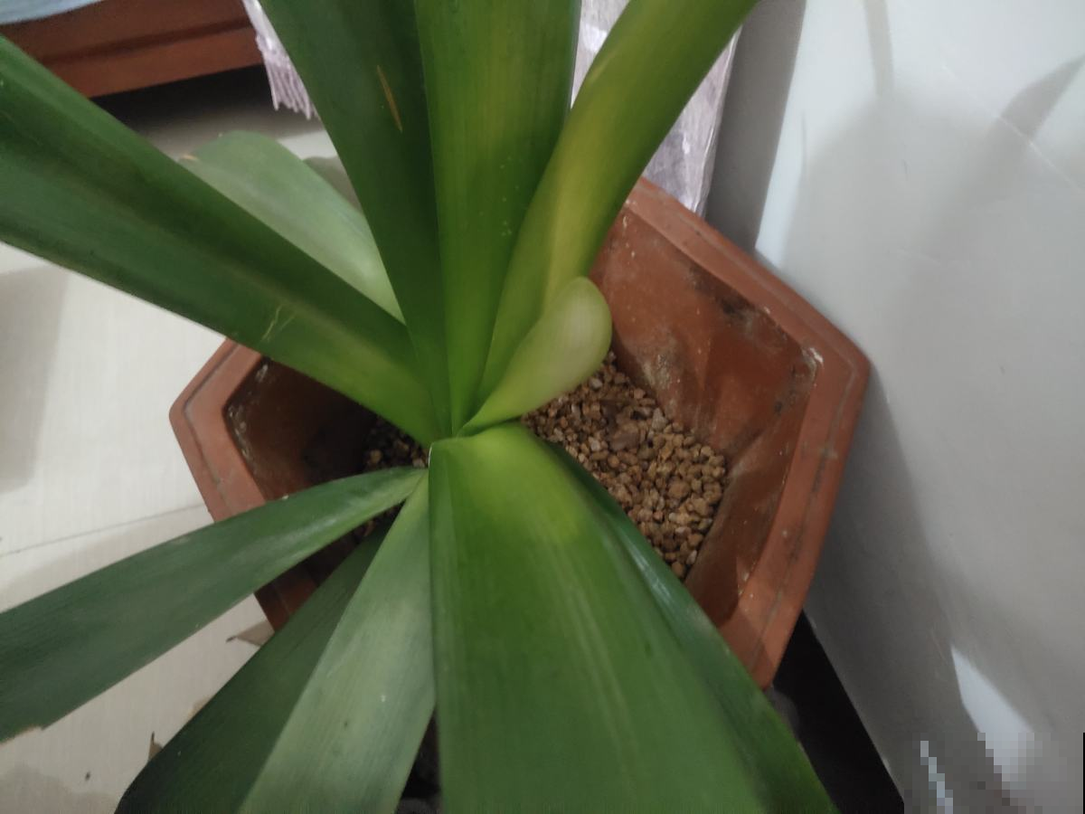 君子兰一直不开花，学会什么叫“春化”，开花数量翻倍