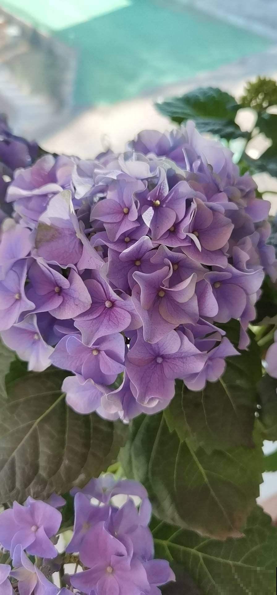 院子里最适合种的4种组合花卉,美观又好打理,花期超长 院子里最适合种的4种组合花卉,美观又好打理,花期超长