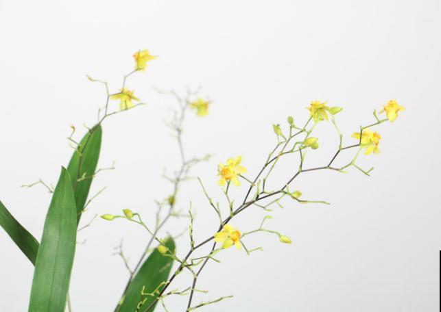 刚买的文心兰，养护记住这4点，开花又多又好看