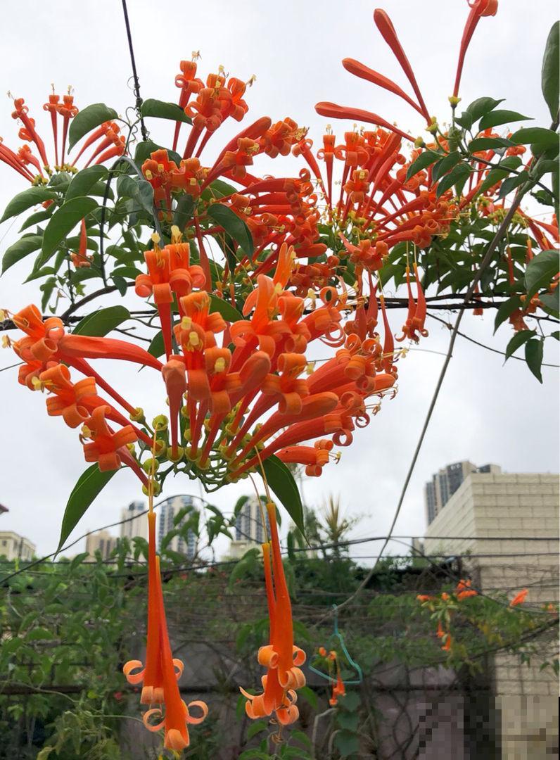 花墙不止户外有，楼房也能养，养的特省心